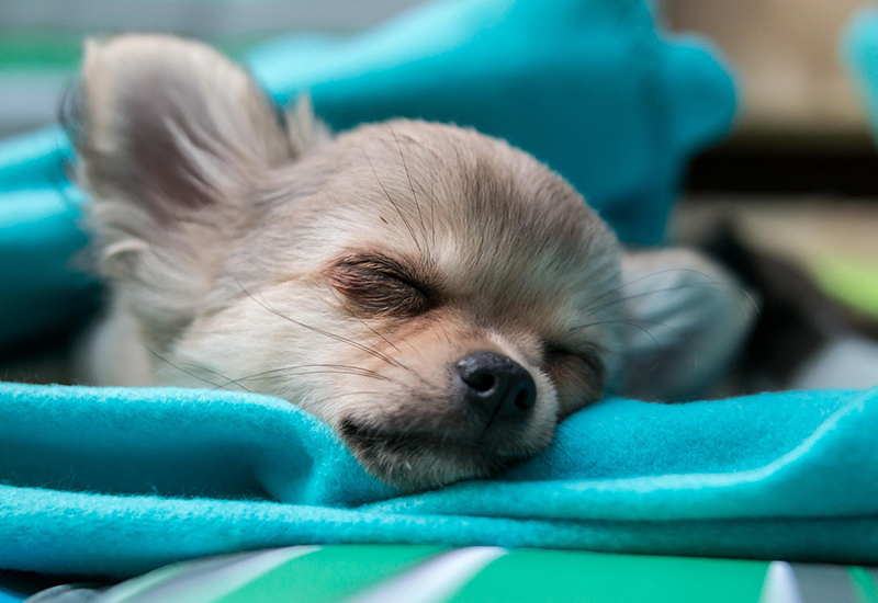ジュエリーBaby募集する子のご紹介
